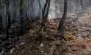 El incendio forestal de Burgohondo es el que más número de hectáreas ha quemado.