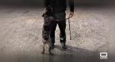 Detección de drogas en la A5 con perros policía