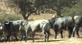 Tiempo de Toros