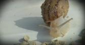 Granja de caracoles