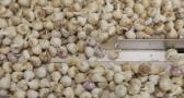 Innovaciones en el cultivo del ajo