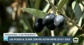 Las ayudas al olivar, con PAC activa entre 2018 y 2020 - 29/12/22