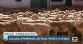 Se extreman los controles frente a la viruela ovina - 31/01/23