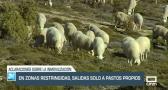 Aclaraciones de Agricultura sobre la inmovilización por la viruela ovina - 13/02/23