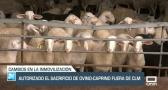 Autorizado el sacrificio de ovino-caprino fuera de Castilla-La Mancha - 28/02/23