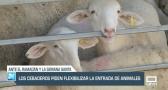 Los cebaderos piden flexibilizar la entrada de animales - 14/03/23