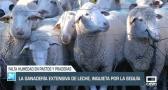 La ganadería extensiva de leche, inquieta por la sequía - 21/03/23