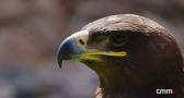 Equipo Planeta: el Águila Imperial ibérica - Programa 2