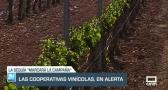 Las cooperativas vinícolas, en alerta por la sequía | 21/04/23