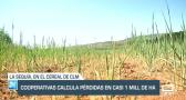 Cooperativas calcula pérdidas en casi un millón de hectáreas por la sequía - 03/05/23