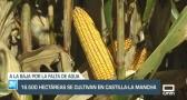 16.500 hectáreas se cultivan en Castilla-La Mancha - 21/08/2023