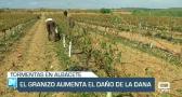 El granizo deja sin vendimia a varias zonas de Albacete - 12/09/23