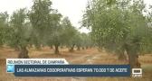 Las almazaras esperan 70.000 toneladas de aceite de oliva