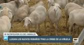 Llegan los nuevos rebaños tras la crisis de la viruela ovina - 09/11/23