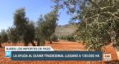 La ayuda al olivar tradicional llegará a 130.000 hectáreas - 22/11/23