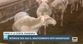 El abastecimiento de ovino y caprino está garantizado - 28/11/23