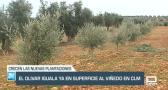 El olivar supera ya en superficie al viñedo en Castilla-La Mancha - 12/01/24