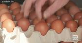 'Las Tres Eses' produce casi 3.000 huevos camperos cada día