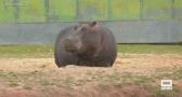 El hipopótamo celebra su día