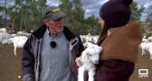Un día con Ramón, pastor de cabra celtibérica blanca en la Sierra del Segura