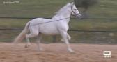 Casi un siglo criando caballos de 'pura raza' española