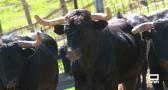 Toros de Pezuela es la nueva ganadería de toros de lidia