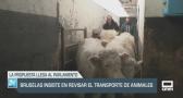 Bruselas insiste en revisar el transporte de animales - 14/03/24