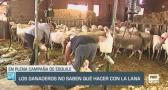 Los ganaderos no saben qué hacer con la lana - 23/04/24