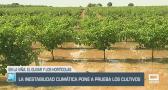 La inestabilidad climática pone a prueba los cultivos - 10/06/24