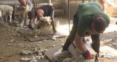 Esquiladores de ovejas en Tembleque