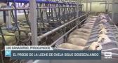 El precio de la leche de oveja sigue desescalando - 02/07/24