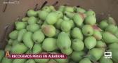 Recogemos peras en Albatana (Albacete)