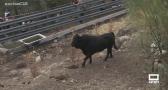 Encierro por el campo en Bogarra