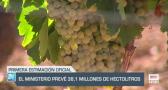 El Ministerio prevé 38,1 millones de hectolitros de vino - 28/08/24