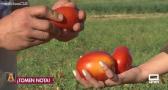 Adán apura la recogida del tomate en La Puebla de Montalbán