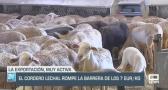 El cordero lechal rompe la barrera de los 7 €/Kg. - 10/09/24