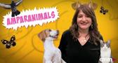 Amparanimals: los mejores momentos