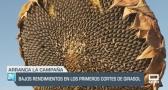 Primeras siegas de girasol, con bajos rendimientos - 12/09/24