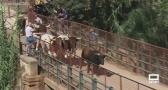 Emoción y buen ambiente en el encierro de Elche de la Sierra