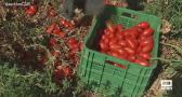 Campaña de recogida de tomate Gades