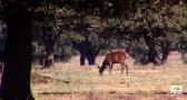 La Berrea, uno de los grandes atractivos del otoño