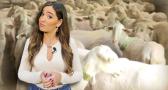 El declive de la lana por la 'fast fashion'