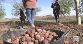 Las mejores nueces de Altarejos se recogen del suelo