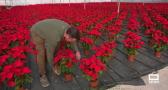 En este vivero de Novés cultivan 20.000 flores de Pascua