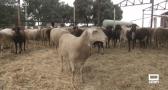 Perros salvajes atacan a 150 ovejas de un pastor de Hueva