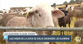 Las caídas de la leche de oveja encienden las alarmas - 17/12/24