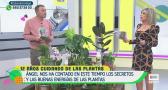 Jardinería: cómo cuidar las plantas de interior