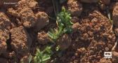 Los conejos no dan tregua en los campos de El Carpio de Tajo