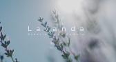 La lavanda, esencia de un cambio