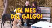 Febrero, el mes del galgo: ¿te animas a adoptarlos?